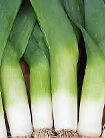 Leek Durabel