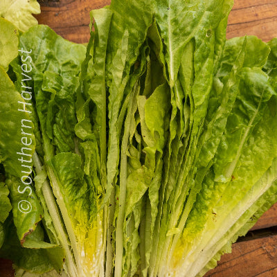 Lettuce Little Caeser