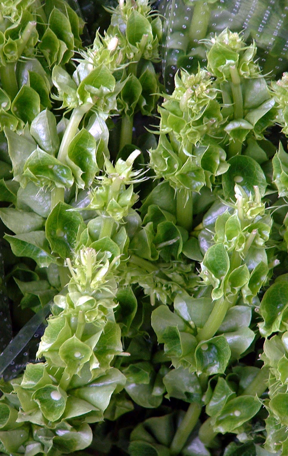 BELLS OF IRELAND