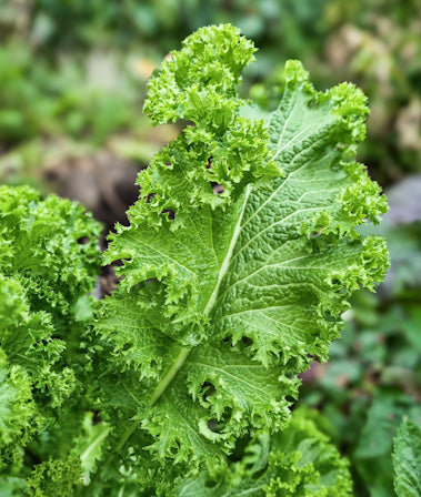 A popular Japanese Green - Mustard Chimimen Hararashi