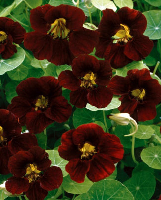 Nasturtium Tom Thumb