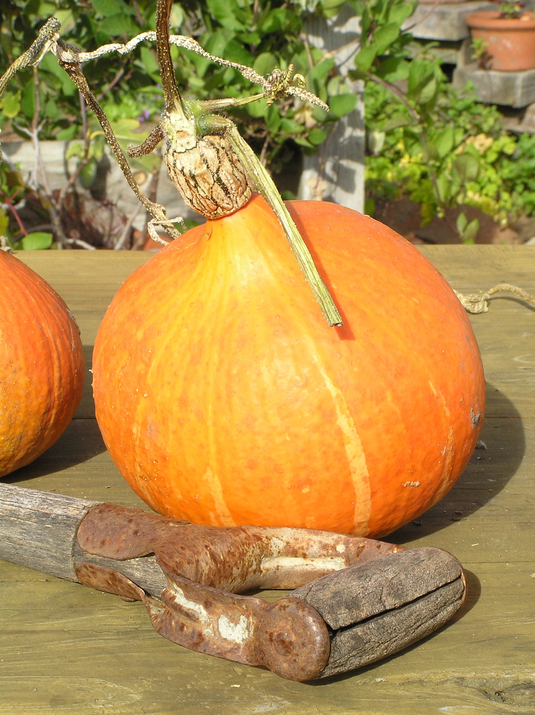 PUMPKIN ‘Red Kuri’