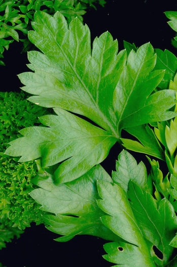 Parsley Mix