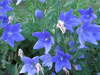 Balloon Flower