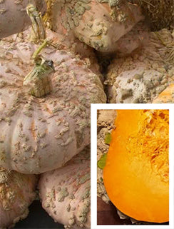 Pumpkin ‘Galeux D'Eysines’