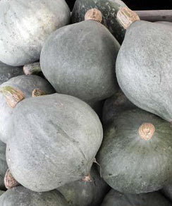 Pumpkin ‘Baby Blue’