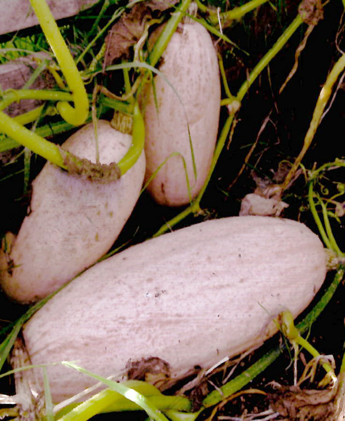 PUMPKIN ‘Pink Banana Jumbo’
