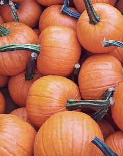PUMPKIN ‘Spookie’
