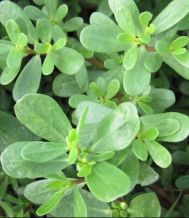 Purslane