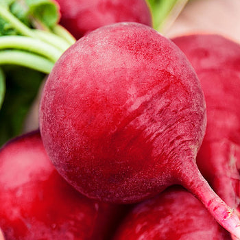 Radish German Giant