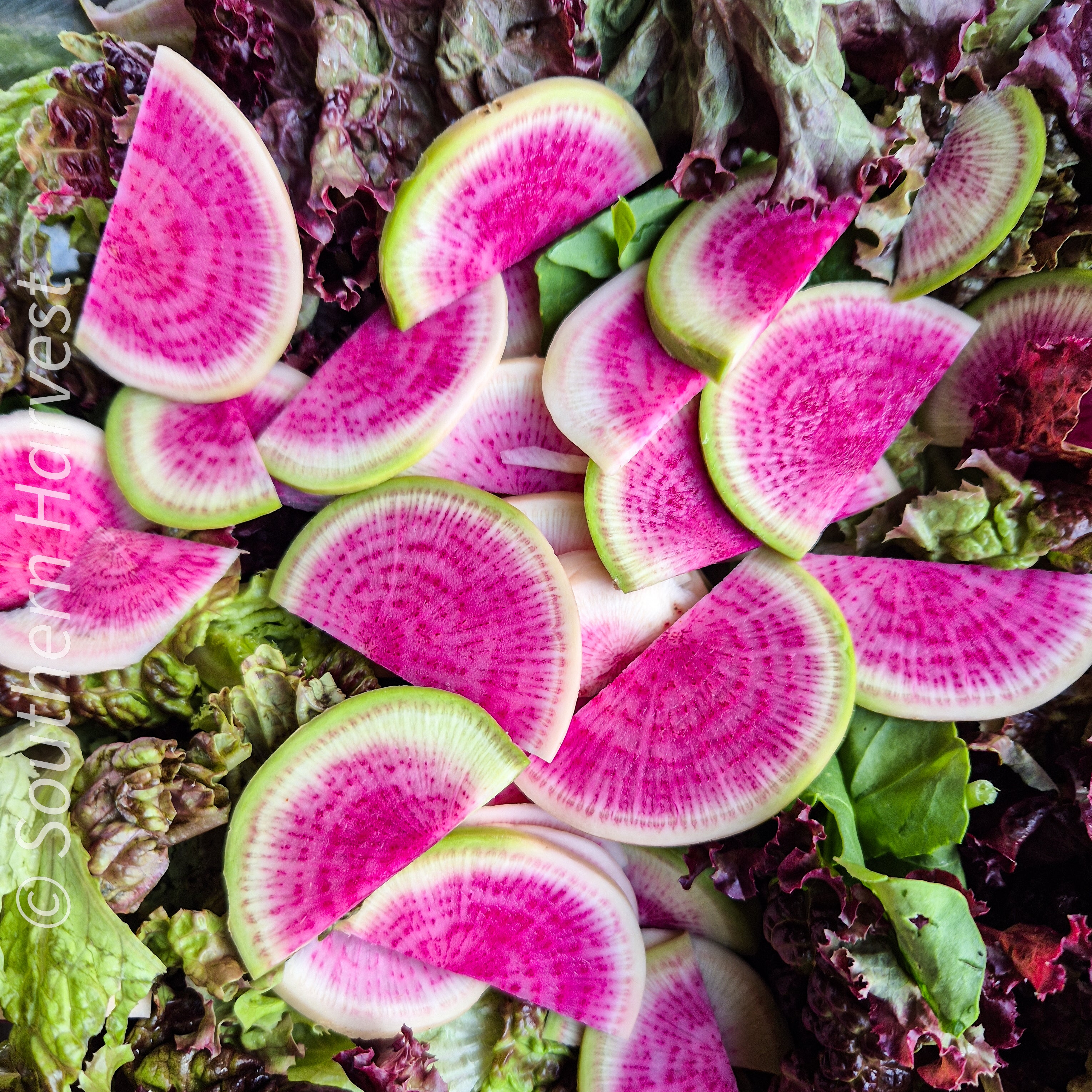 RADISH ‘Watermelon’