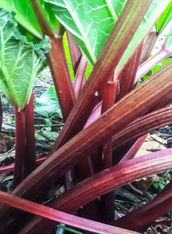 RHUBARB ‘Tassie Red Legs’