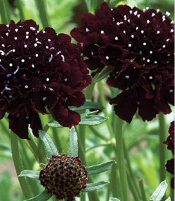 Scabiosa Black Knight
