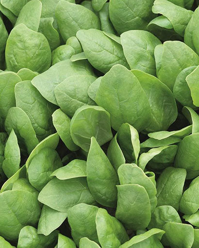 SPINACH ‘Renegade’ F1