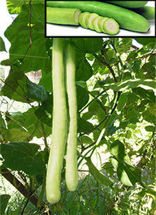 SQUASH ‘Cucuzza’