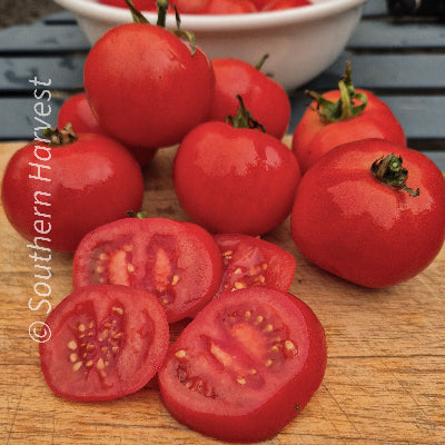 Tomato Budiah