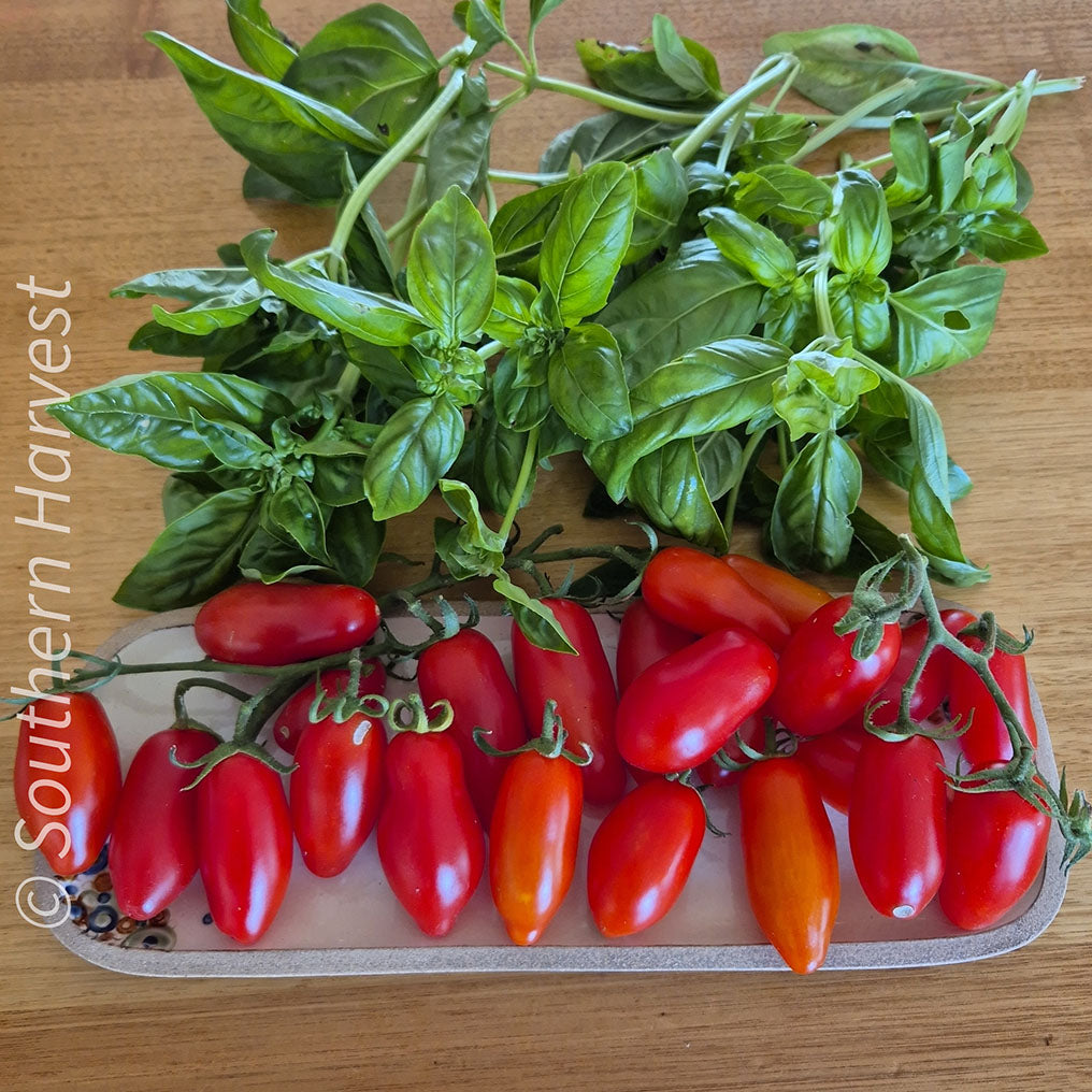 TOMATO 'Mini Roma Truss' | Vegetable Seed – Southern Harvest