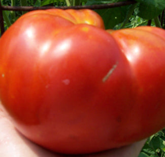 Tomato Mortgage Lifter