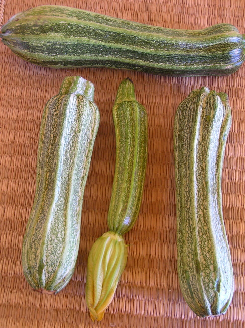 Zucchini ‘Costata Romanesco’