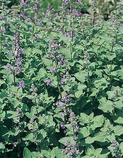 CATNIP