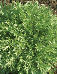 ENDIVE ‘Rhodos’ | Vegetable Seed – Southern Harvest