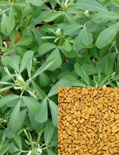 Fenugreek