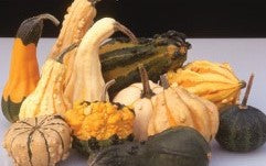 GOURDS ‘Warty Mix’