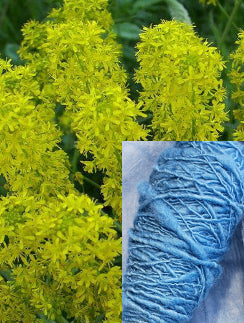 DYERS WOAD
