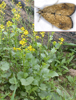 Land Cress - Cabbage Moth