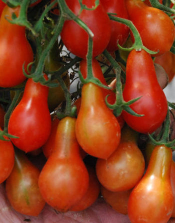 Tomato ‘Italian Pear’ | Vegetable Seed – Southern Harvest
