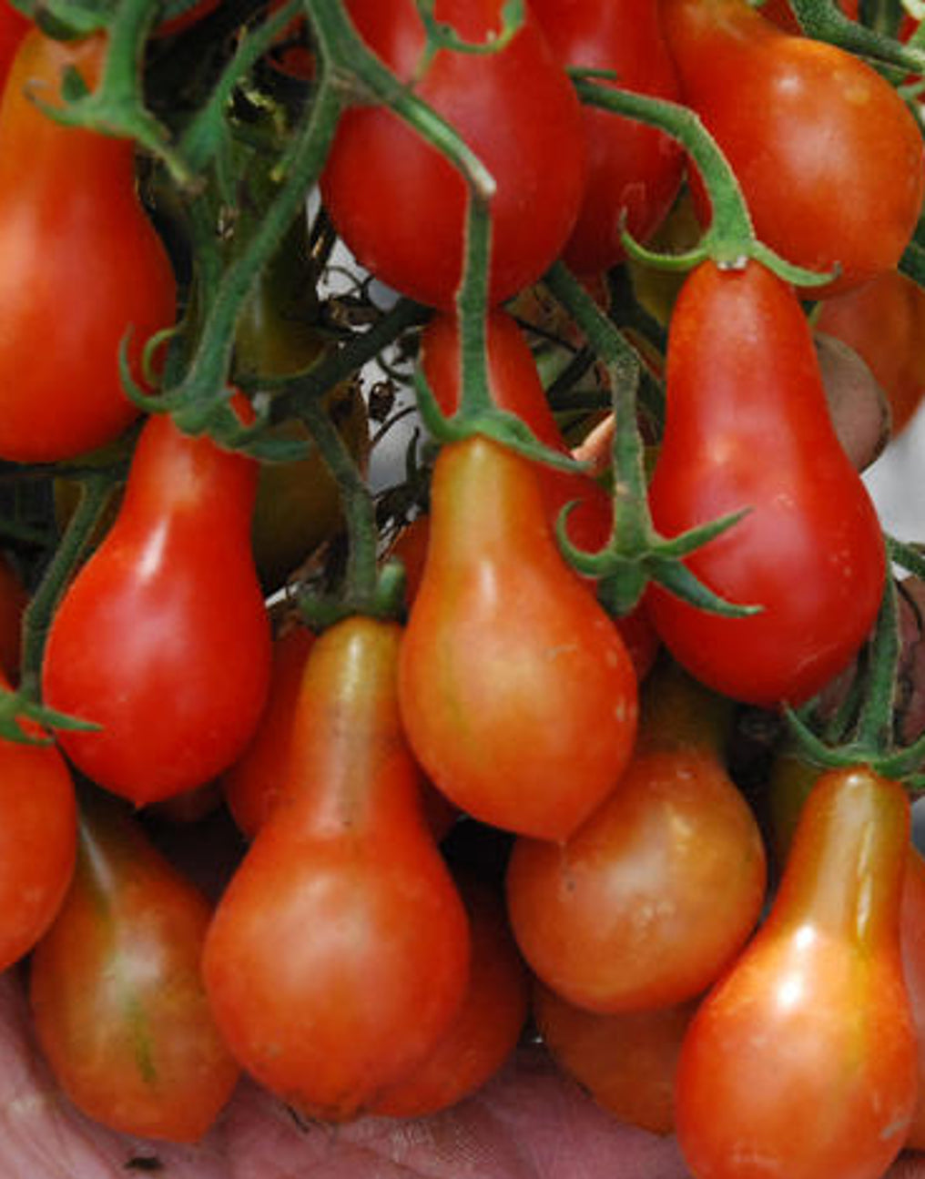 Tomato ‘Italian Pear’