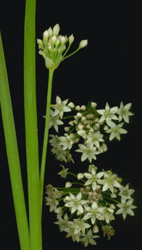 Chives, Chinese/Garlic - Allium tuberosum