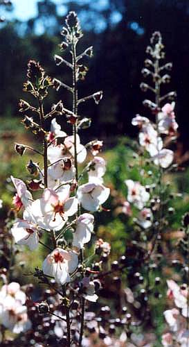 MULLEIN - Celsia roripifolia