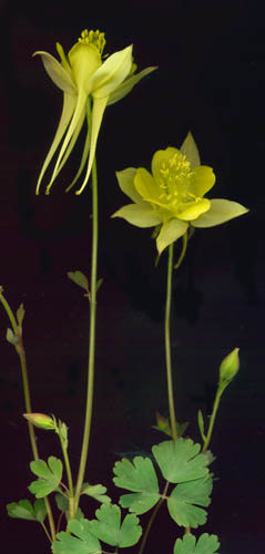 GOLDEN COLUMBINE - Aquilegia chrysantha 'Yellow Queen'