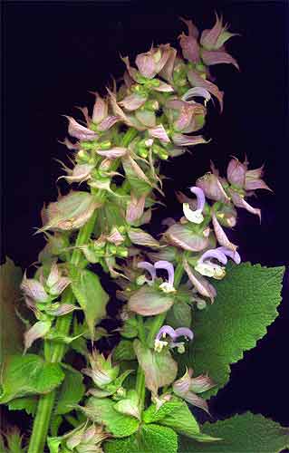 CLARY SAGE - Salvia sclarea