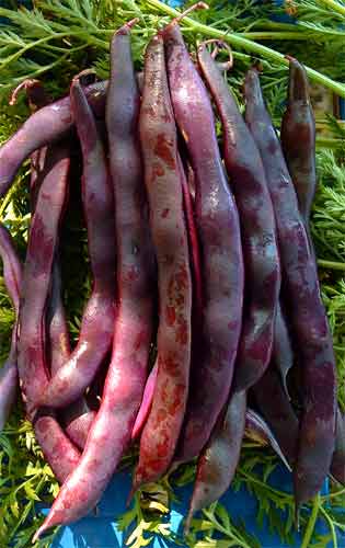 BEAN - CLIMBING  'Purple King' - Phaseolus vulgaris