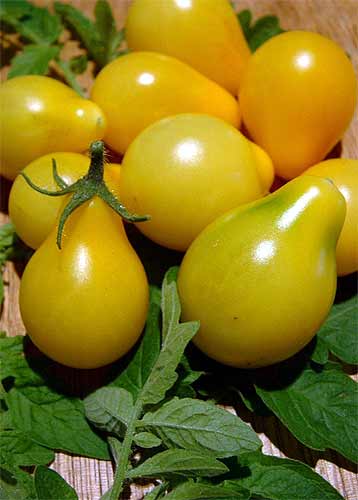 TOMATO 'Yellow Pear' | Seeds, Vegetable Seed, Tomato