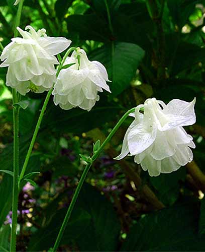 WHITE DOUBLE COLUMBINE - Aquilegia vulgaris plena 'Alba'