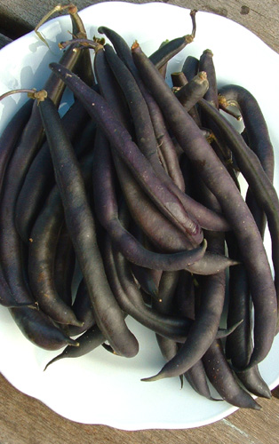 BEAN - BUSH  Royal Burgundy' - Phaseolus vulgaris