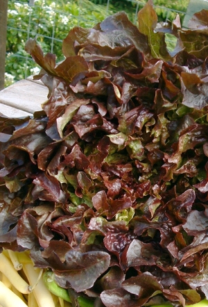 Lettuce 'Red Salad Bowl' - Lactuca sativa