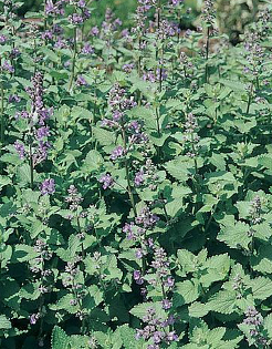 Catnip Nepeta mussini Catmint Perennial Flower 100 Seeds Cat Seeds Green  Plant