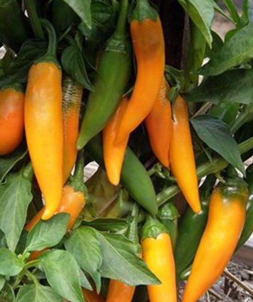 Chilli Bulgarian Carrot