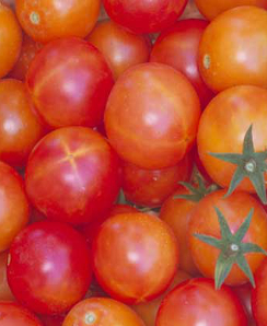 Tomato Star Dust