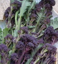 BROCCOLI ‘Purple Sprouting’ - Brassica oleracea var. Italic