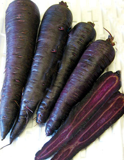 Carrot ‘Deep Purple’ F1 - Daucus carota var. sativus