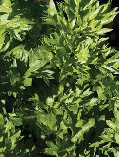 CELERY ‘Par-Cel’ (cutting herb) - Apium graveolens