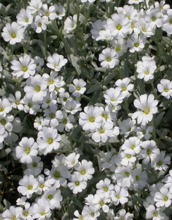 Snow in Summer - Cerastium tomentosum var. columnae