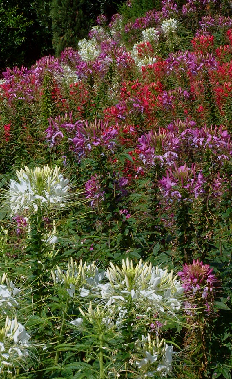 SPIDER FLOWER ‘Fountain Mix’ - Cleome spinosa (syn. Hasslerianna)