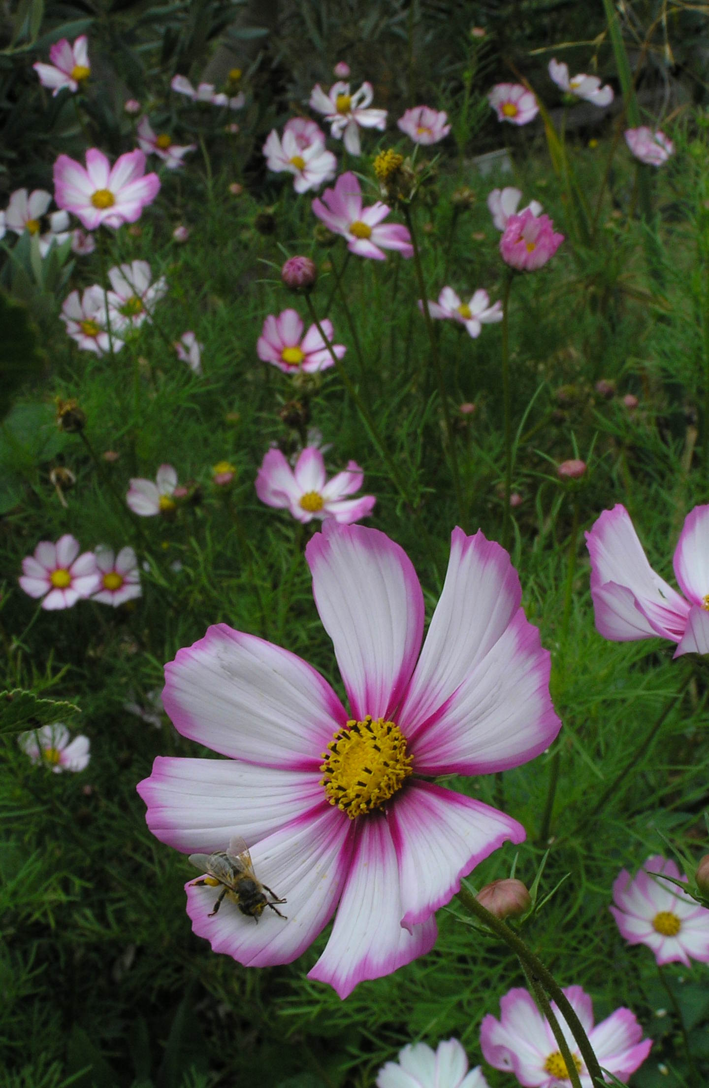 Cosmos Picotee Seeds Cottage Garden Seed