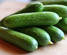 Cucumber 'Mid East Peace' - Cucumis sativas